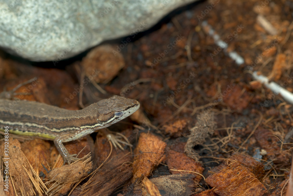 Obraz premium 眠るカナヘビ