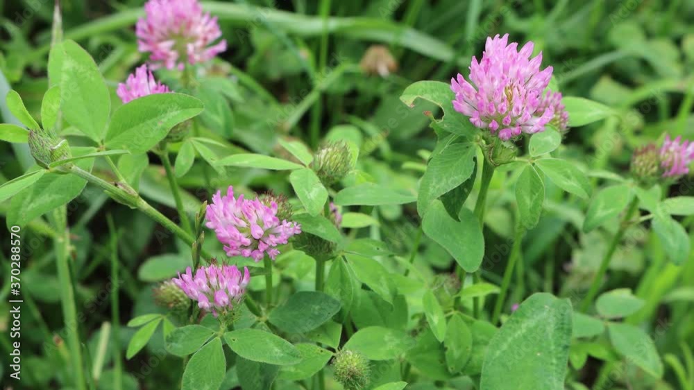 Pink clover flowers in the meadow. Trifolium pratense plant in bloom Pink clover flowers in the meadow. Trifolium pratense plant in bloom