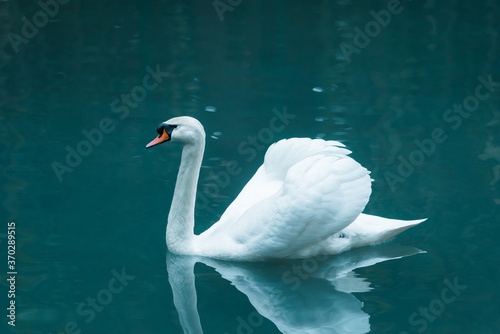 Fototapeta Naklejka Na Ścianę i Meble -  A beautiful white swan floating in the sea.