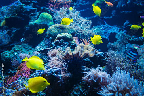 Fototapeta Naklejka Na Ścianę i Meble -  Coral reef and fish underwater photo. Underwater world scene.