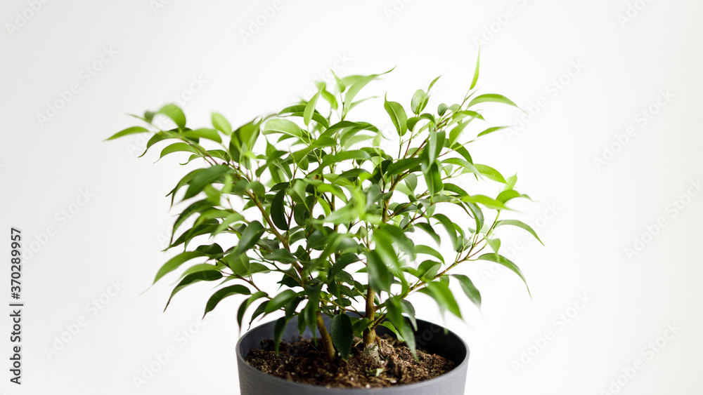 Twigs of fikus with fresh leaves on white background Twigs of fikus with fresh leaves on white background