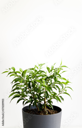 Twigs of fikus with fresh leaves on white background