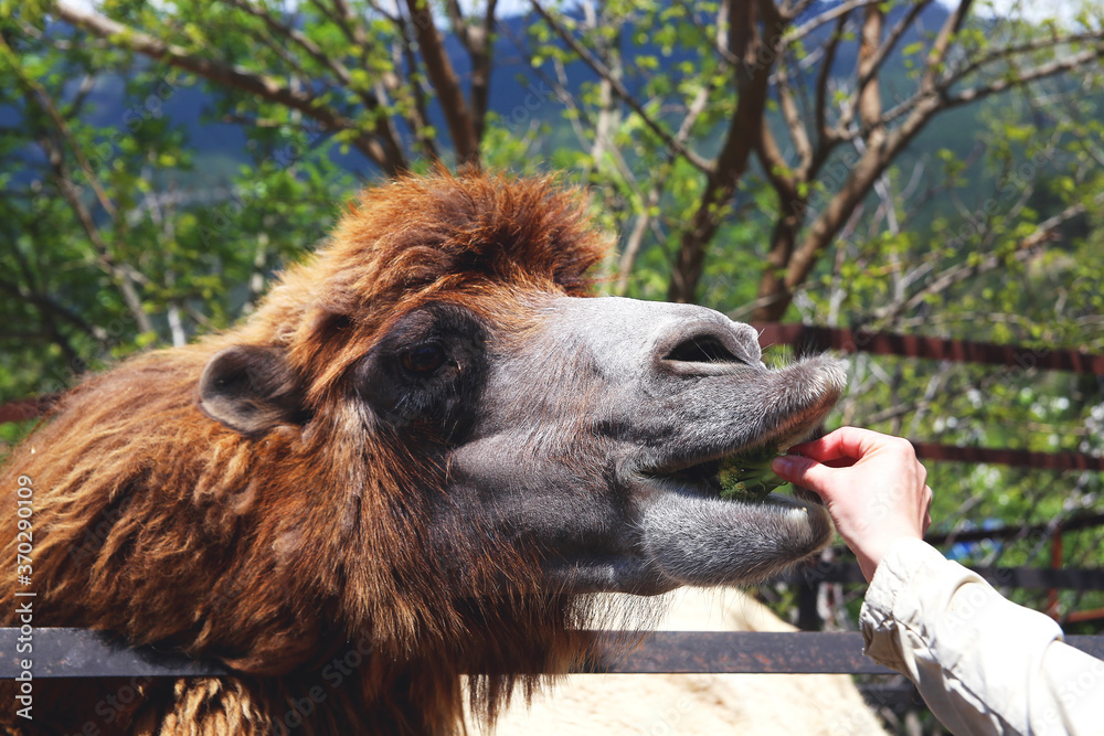 Fototapeta premium Camel eating out of hand