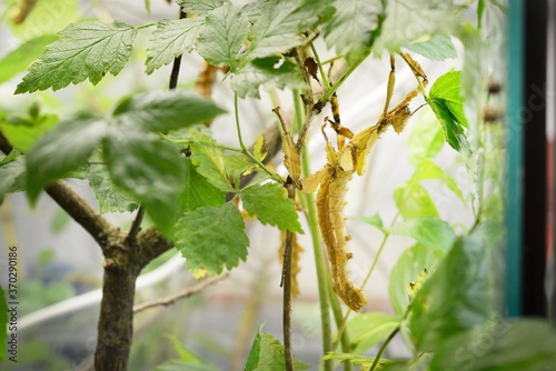 Stick insect Extatosoma tiaratum in zoo laboratory, close-up. Insect conservation of New Guinea and Australia. Entomology, environmental protection, research, education photo