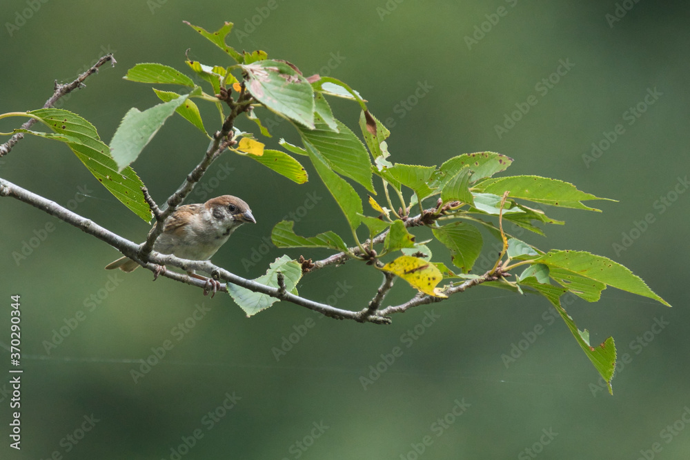 sparrow on a branch