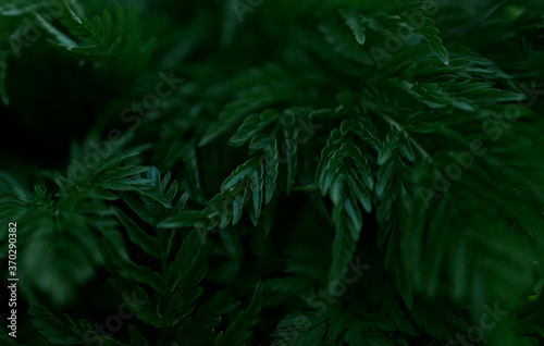 Green leaves pattern background  Natural background and wallpaper
