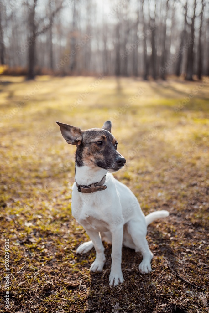 A dog playing in the park in the morning