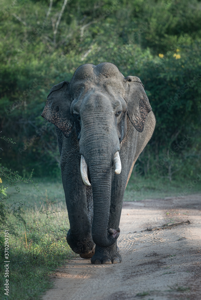 Obraz premium Tusker elephant in Yala National Park, Sri Lanka