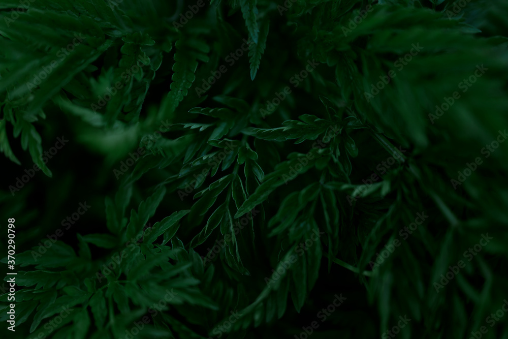 Green leaves pattern background, Natural background and wallpaper Green leaves pattern background, Natural background and wallpaper
