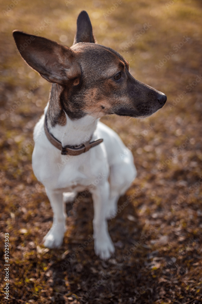 A dog playing in the park in the morning