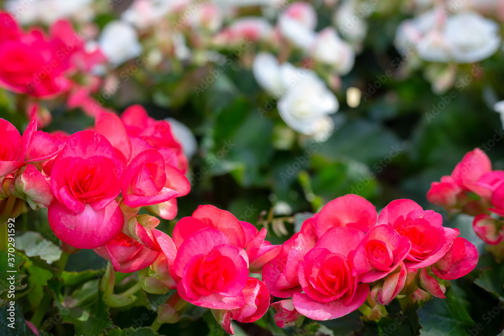 Garden of colorful begonia flowers (Tuberous rooted begonia). Garden of colorful begonia flowers (Tuberous rooted begonia).