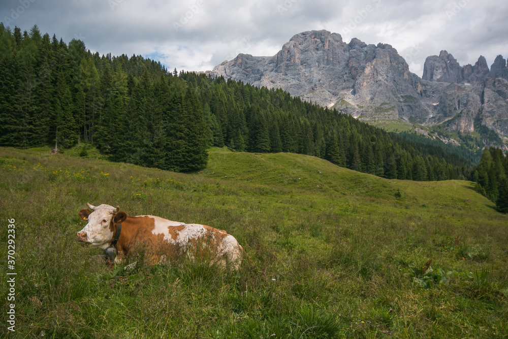 Typical alpine landscape with beautiful cow sitting in the grass in Val Venegia, Trentino, Italy
