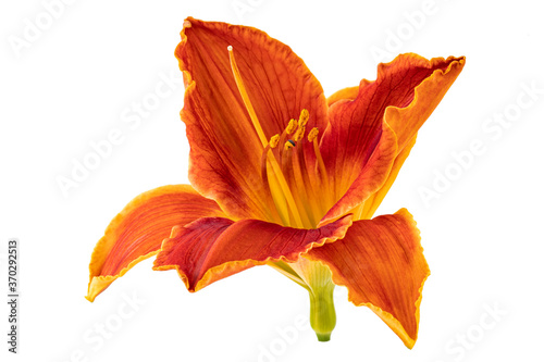 Orange flower daylily on white background