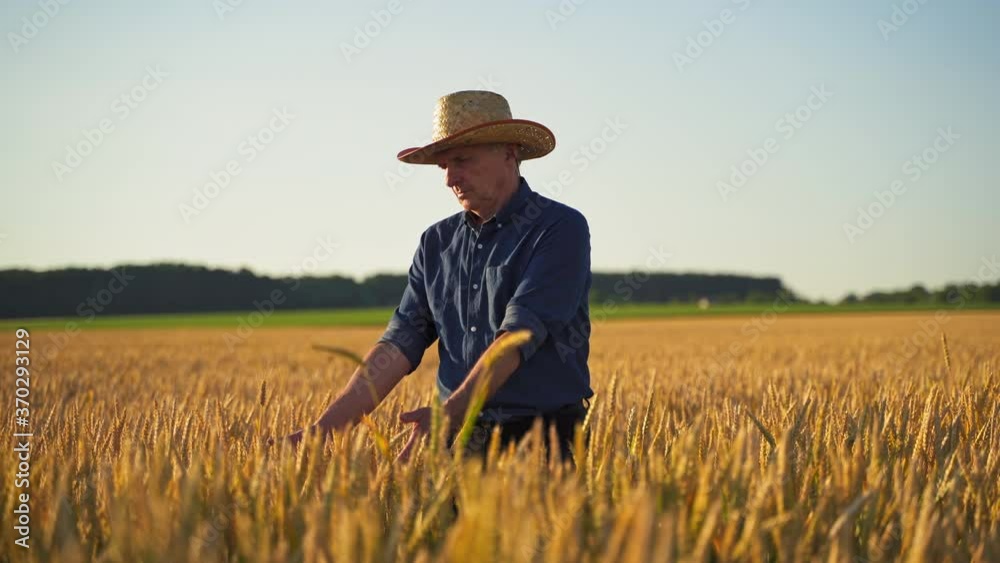 Agronomist on golden field. Farmer in straw hat walking among agricultural plants and touches wheat ears at sunset. Agronomist on golden field. Farmer in straw hat walking among agricultural plants and touches wheat ears at sunset.