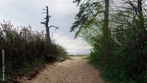 Path to the beach through the bushes