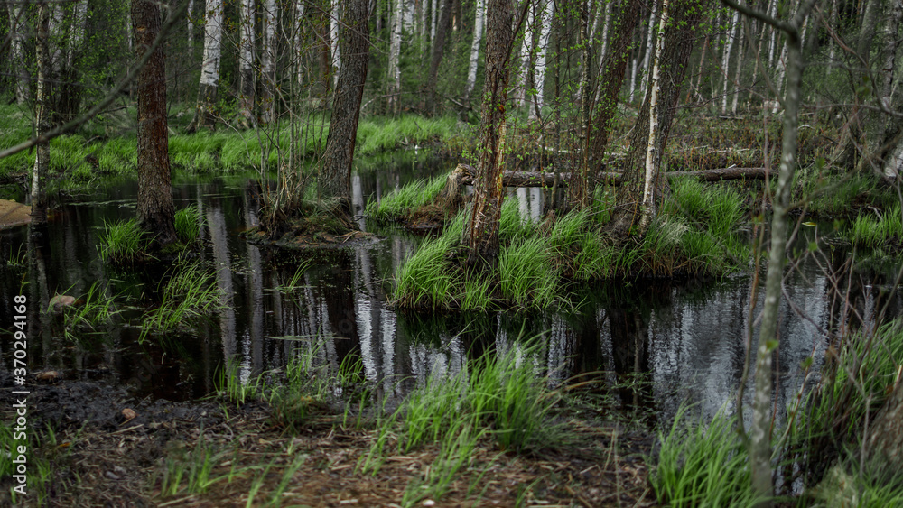 Obraz premium Beautiful atmospheric swamp in a forest