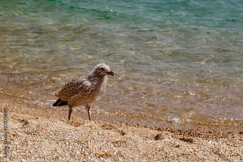 Seagull cheeper walking on the sandy shore of Baikal lake on a sunny day