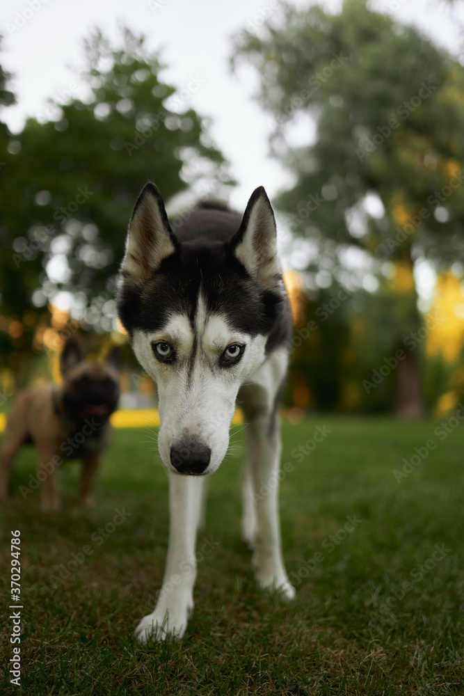 Dog breed husky in the Park on the green grass in the spring in a playful mood Dog breed husky in the Park on the green grass in the spring in a playful mood