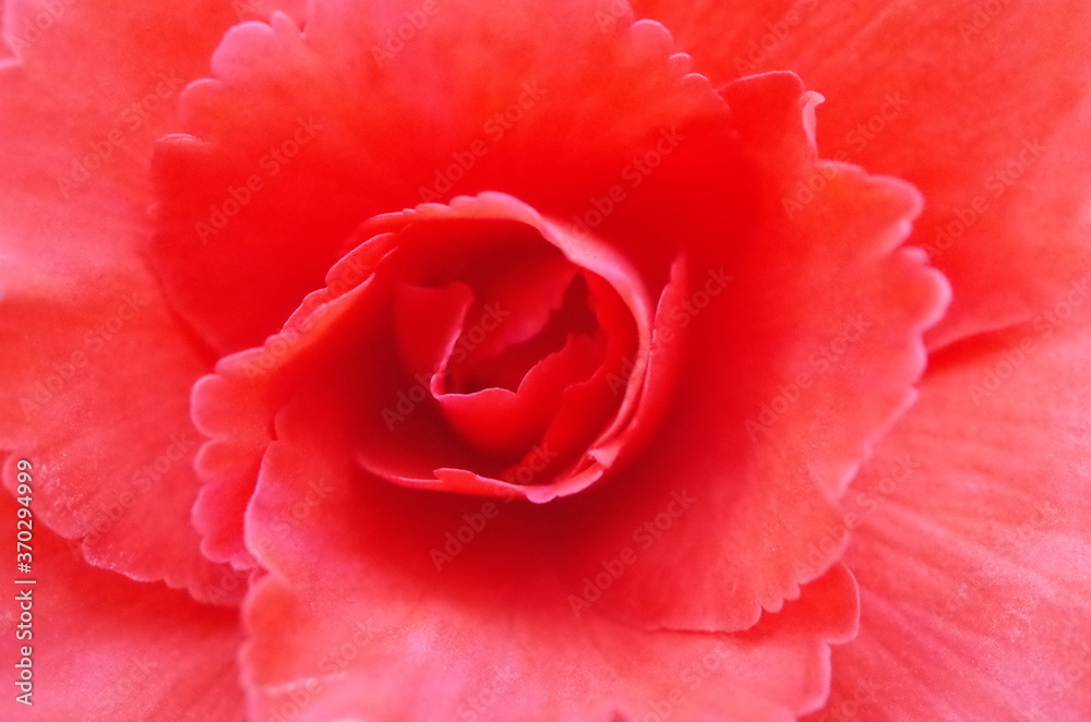 Soft Light Pink Flower Center of Begonia
Soft Light Pink Flower Center of Begonia
