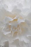 Soft White Flower Center of Begonia
