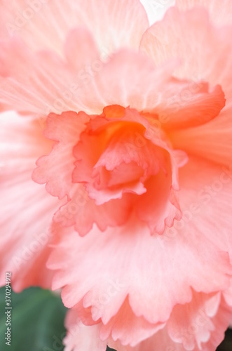 Soft Faint Pink Flower Center of Begonia 