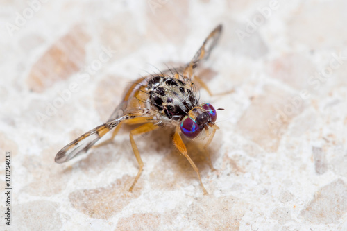Mediterranean fruit fly, Ceratitis capitata, posed on the floor