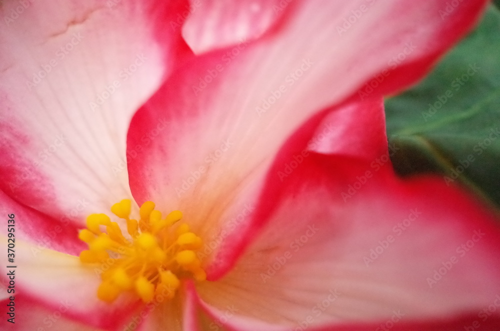 Soft White and Light Pink Hemmed Flower Center of Begonia

