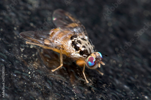 Mediterranean fruit fly, Ceratitis capitata, posed on a black wall photo