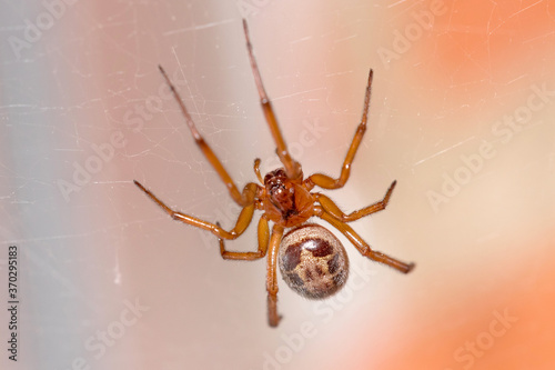Hairy Steatoda nobilis spider waiting for preys in his web