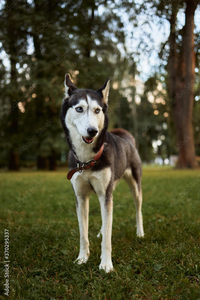 Dog breed husky in the Park on the green grass in the spring in a playful mood Dog breed husky in the Park on the green grass in the spring in a playful mood