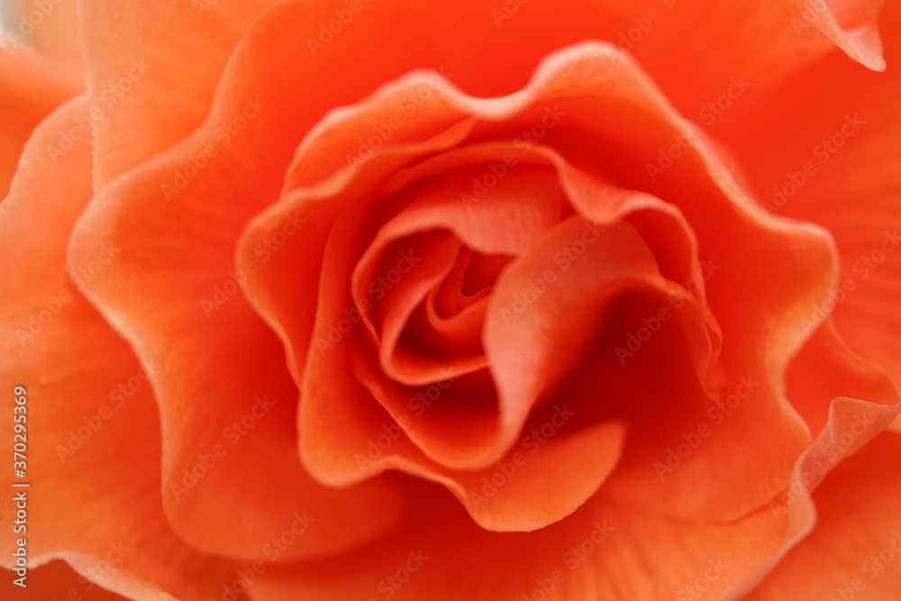 Soft Light Orange Flower Center of Begonia
Soft Light Orange Flower Center of Begonia