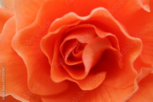 Soft Light Orange Flower Center of Begonia 