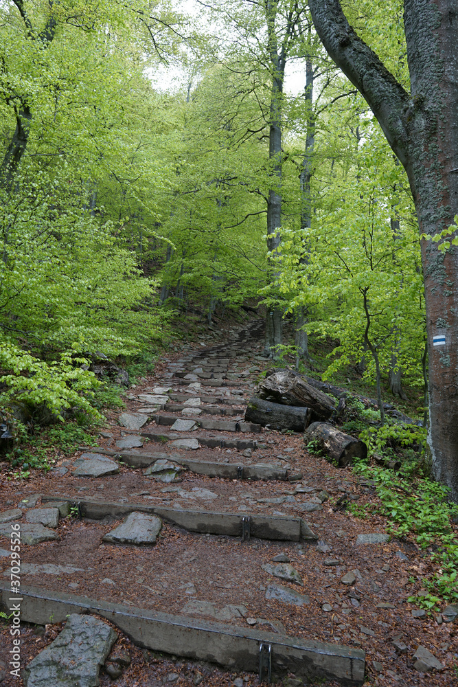 Forest trail to Tarnica, Bieszczady, Poland