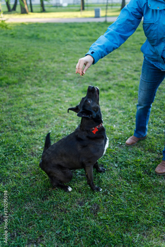 Girl's training a dog in the park.