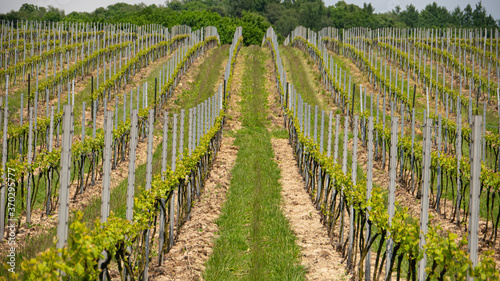 Rows of vines growing  in a polish vineyard 