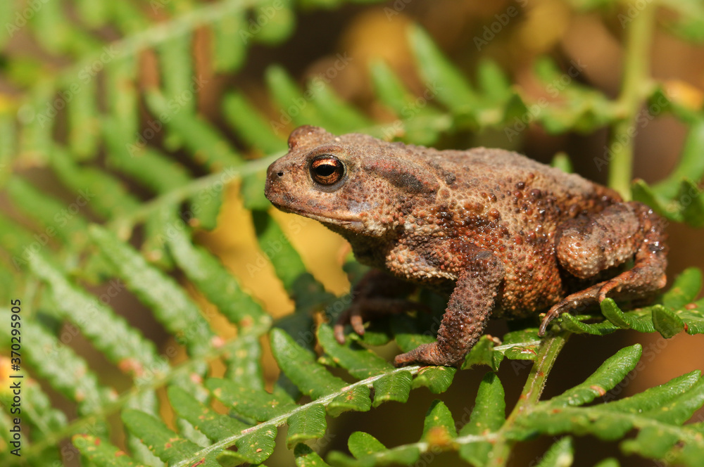 A hunting Common Toad, Bufo bufo, climbing over bracken in woodland. A hunting Common Toad, Bufo bufo, climbing over bracken in woodland.