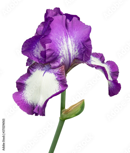 iris isolated on white background