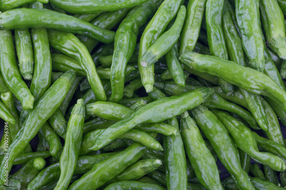 Green Organic Shishito Peppers in a bunch. Green Organic Shishito Peppers in a bunch.