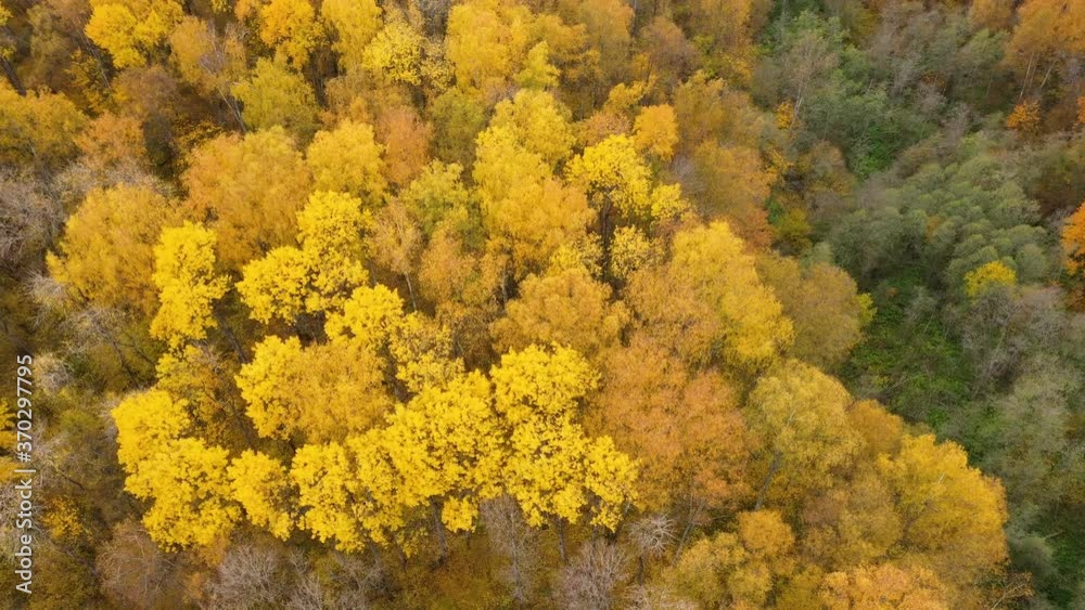 Crowns of trees with yellow foliage. Deciduous forest in the fall. Flight over the autumn forest. Fall season. Crowns of trees with yellow foliage. Deciduous forest in the fall. Flight over the autumn forest. Fall season.