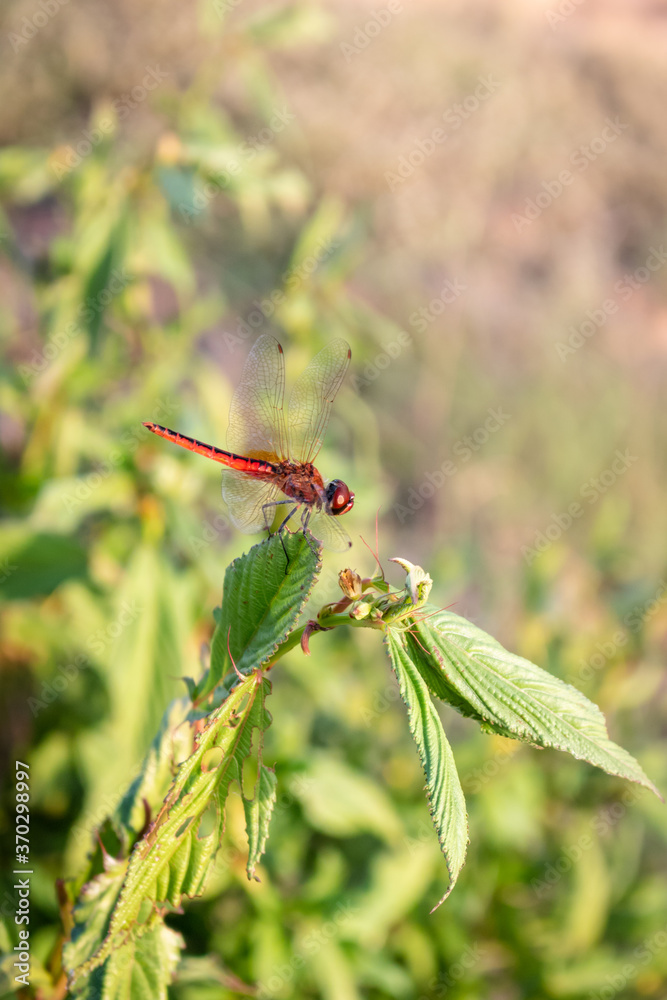 dragonfly on a leaf dragonfly on a leaf