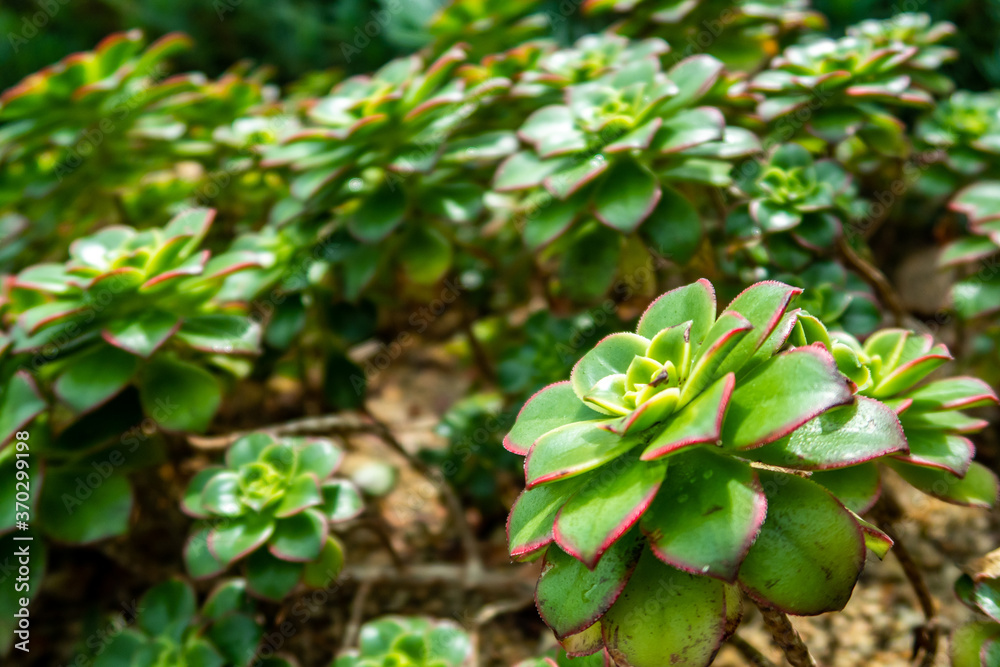 Many landscaping Echeveria agavoides Prolifera (Carpet Echeveria) vivid green succulent plant with attractive rosette and red leaf borders seen in Gardens by the Bay, Singapore. Many landscaping Echeveria agavoides Prolifera (Carpet Echeveria) vivid green succulent plant with attractive rosette and red leaf borders seen in Gardens by the Bay, Singapore.