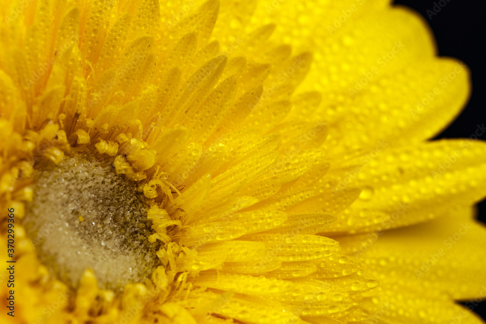 Yellow Gerbera Flowers With Water Drops Yellow Gerbera Flowers With Water Drops