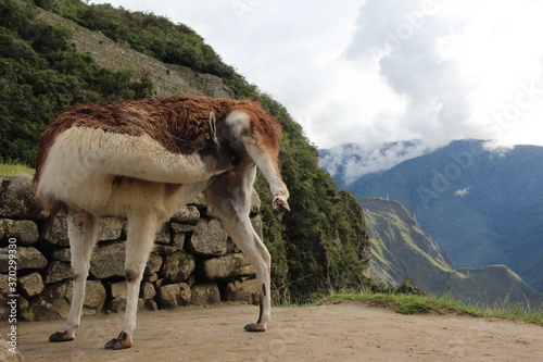 View of Machu Picchu  Peru  South America.