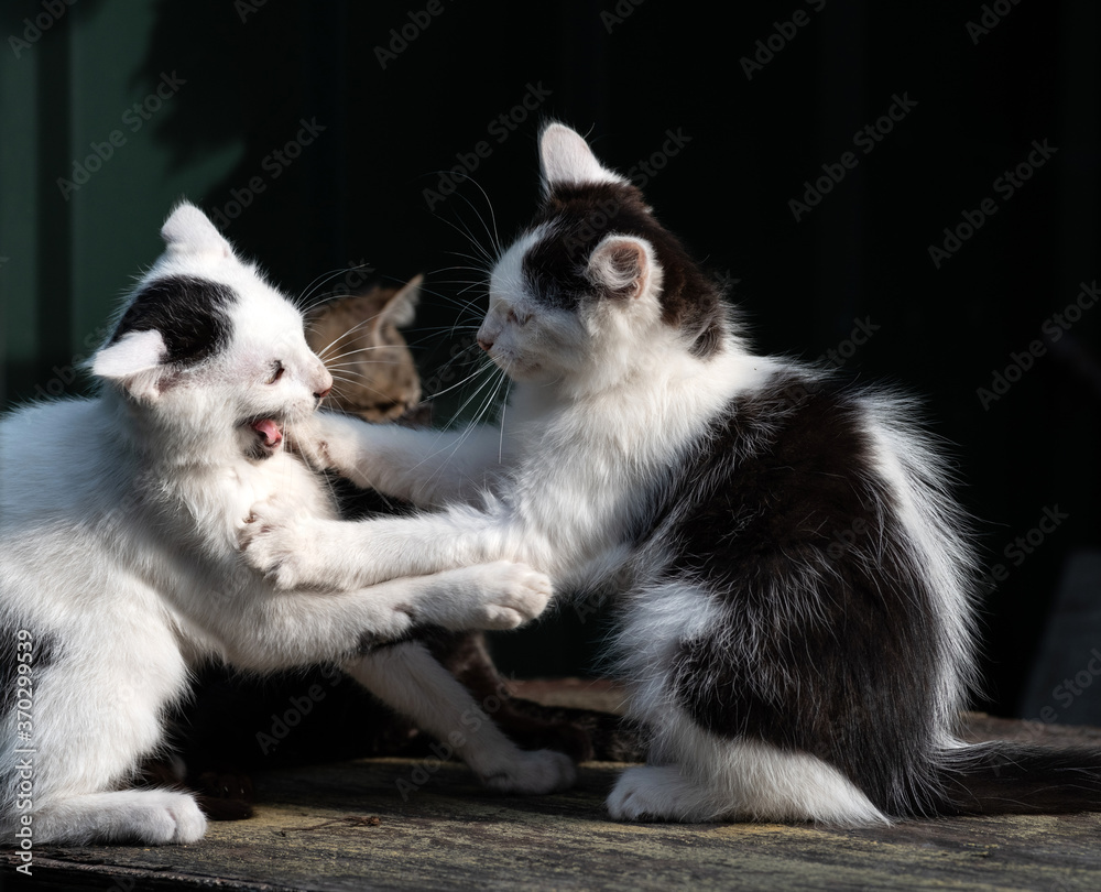 Two different kittens play sitting on a dark background. Two kittens are fighting in the game.