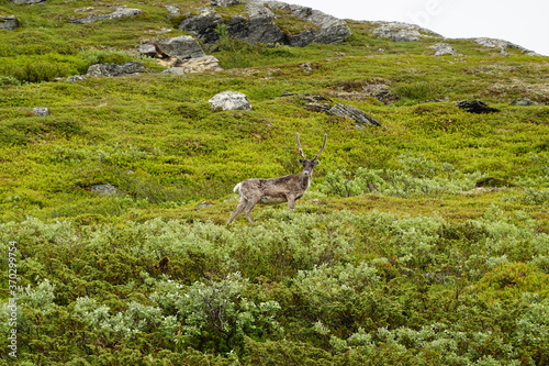 Close up on reindeer in the north of Sweden in summer