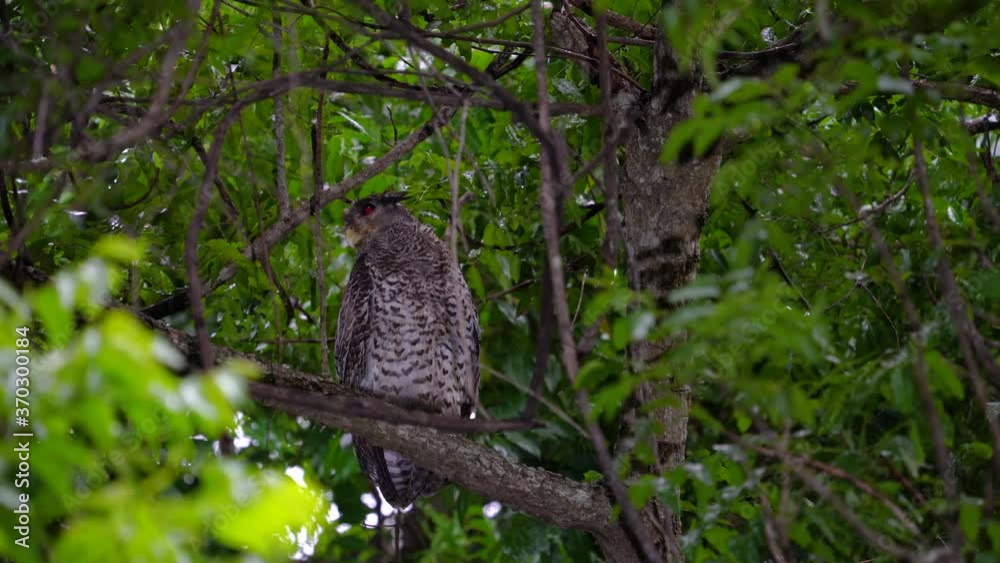 Spotting night animals, and lights Spot-bellied Eagle Owl bird perched on a tree branch. Spotting night animals, and lights Spot-bellied Eagle Owl bird perched on a tree branch.