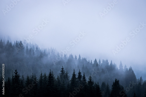 Magical atmosphere in the foggy forest, Morning, Austria