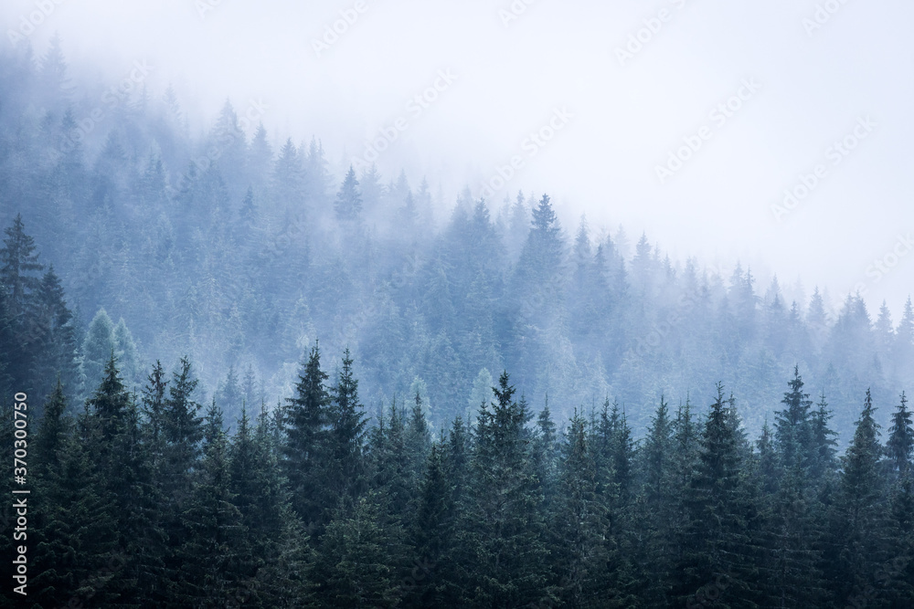 Magical atmosphere in the foggy forest, Morning, Austria