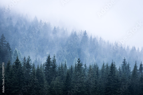 Magical atmosphere in the foggy forest, Morning, Austria