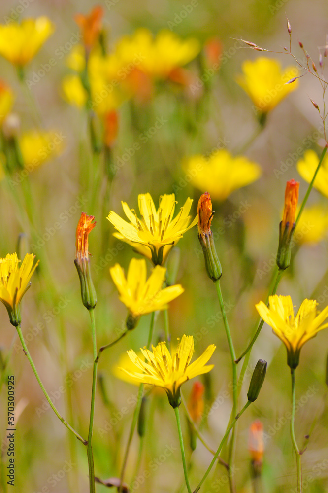 Fototapeta premium タカネニガナ